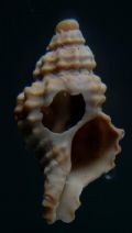 Muricopsis&nbsp;ghisottii juv.